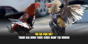 Đá Gà Cựa Sắt - Tham Gia Hình Thức Cược Ngay Tại WW88