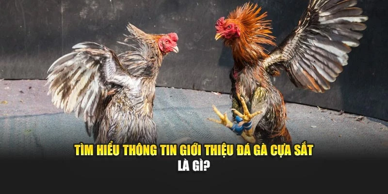 Tìm hiểu thông tin giới thiệu đá gà cựa sắt WW88 là gì?