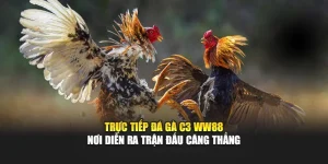 Trực Tiếp Đá Gà C3 WW88 - Nơi Diễn Ra Trận Đấu Căng Thẳng